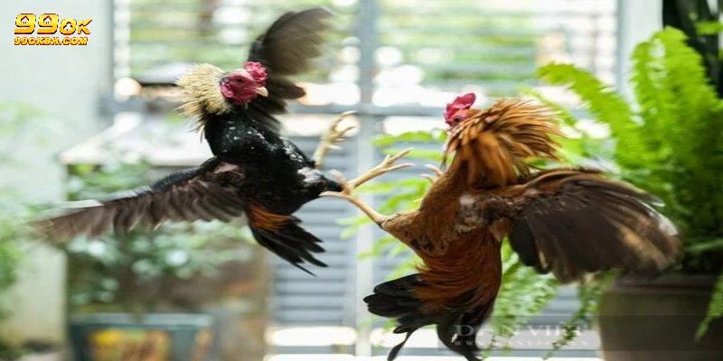 Khi thắng lớn, cũng không nên quá ham mà đặt cược nhiều hơn mức dự kiến