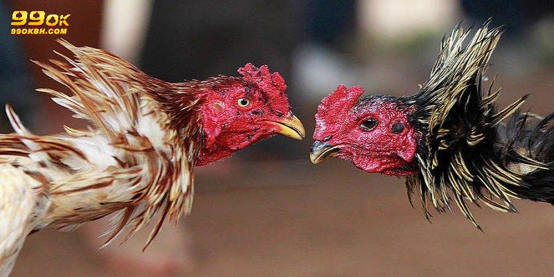 Đá Gà Trực Tiếp 99OK - Sân Chơi Hấp Dẫn Cho Người Đam Mê